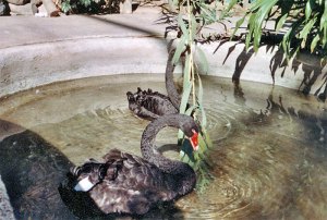 Black Swans in Guadalajara city park