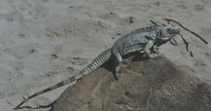 Iguana on the beach where NIGHT OF THE IGUANA was filmed