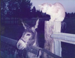My burro Andy and Magnus - Andy died four months after Ping in 2002. 