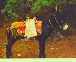 Woodcutter's burro in the mountains of Michiacan