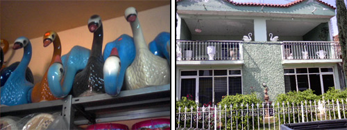 Swans for sale and house with swan decorations in Nogales.